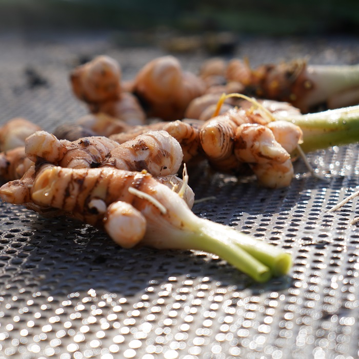 گیاه زرچوبه - تصویر 2