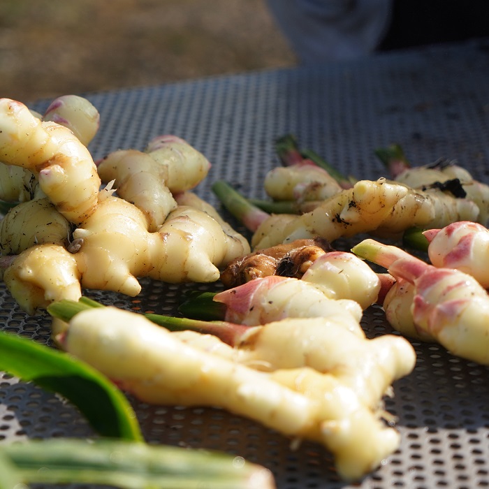 زنجبیل تازه - تصویر 2