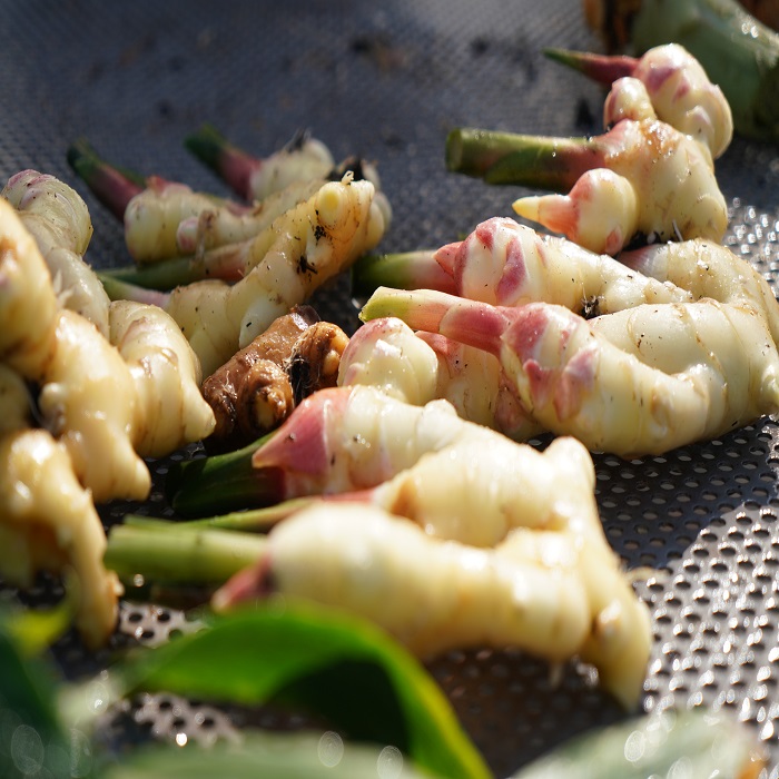 زنجبیل تازه