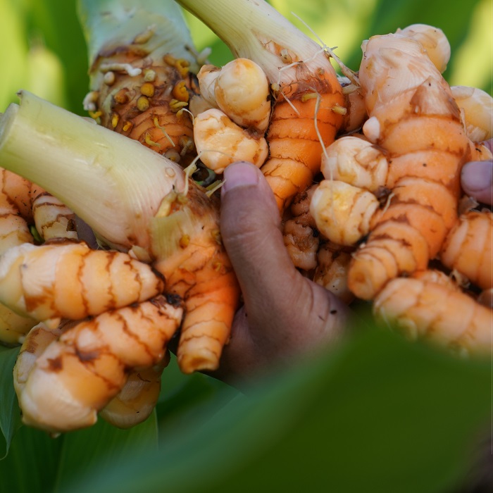 گیاه زرچوبه - تصویر 3