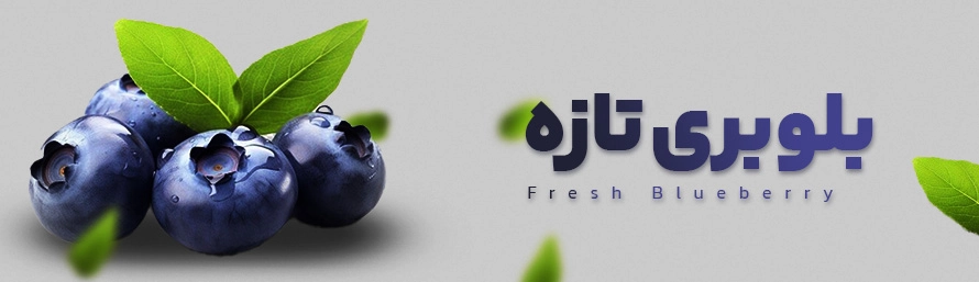 بلوبری تازه ایرانی محصول داتچین از باغات شمال کشور