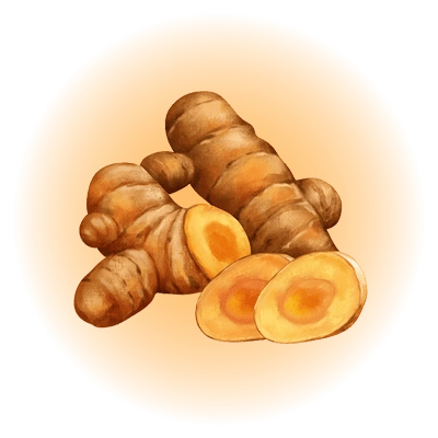 طرح ریشه تازه ی زردچوبه، یکی از محصولات طبیعی داتچین