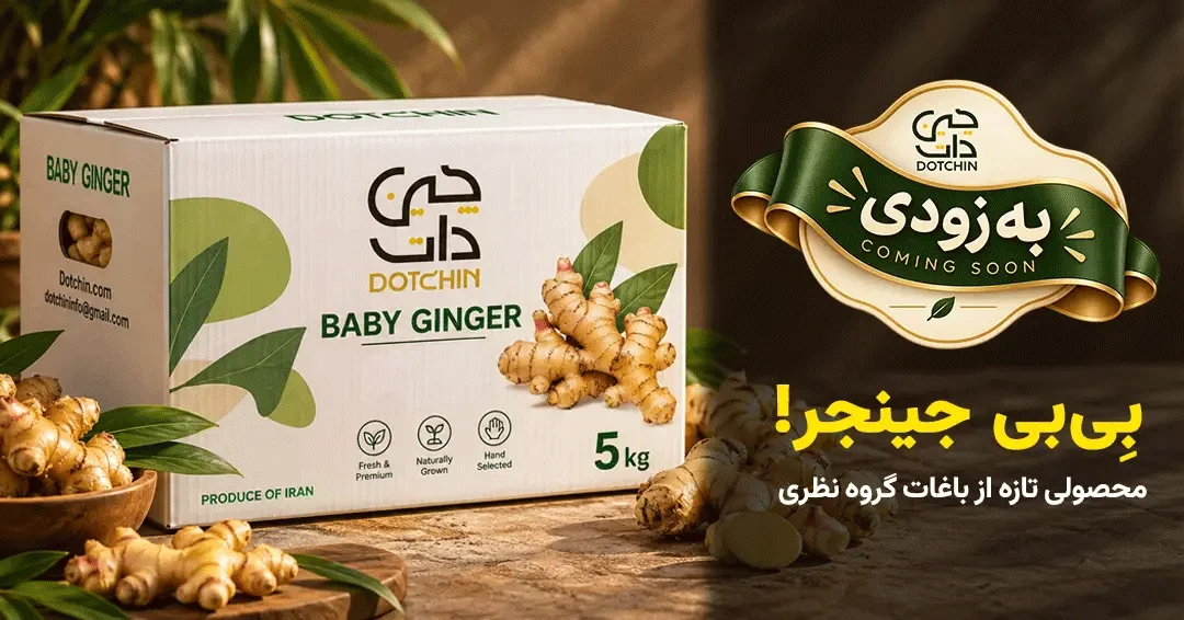 بیبی جینجر داتچین